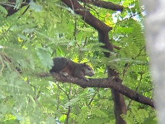 Callosciurus finlaysonii