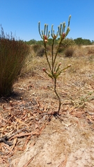 Leucadendron thymifolium