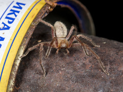 Olios sericeus