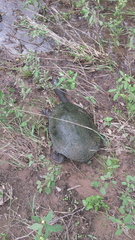 Chelodina expansa