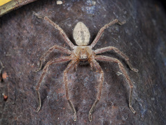 Olios sericeus