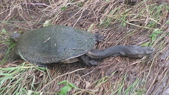 Chelodina expansa