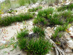 Ficinia overbergensis