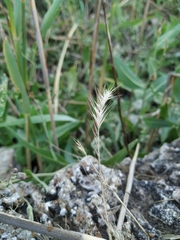 Festuca ambigua