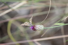 Ernsta colotes transvaaliae
