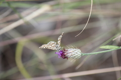 Ernsta colotes transvaaliae