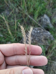 Festuca ambigua