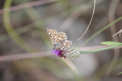 Ernsta colotes transvaaliae