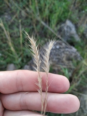Festuca ambigua