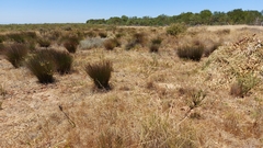 Leucadendron thymifolium