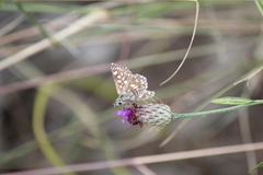 Ernsta colotes transvaaliae