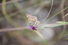 Ernsta colotes transvaaliae