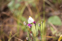 Teracolus agoye agoye