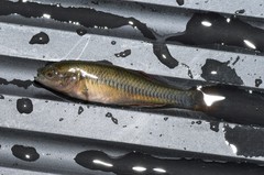 Hypseleotris klunzingeri