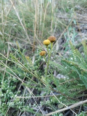 Tanacetum paczoskii