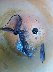 Varanus salvator macromaculatus