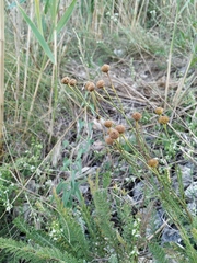 Tanacetum paczoskii