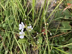 Cherleria circassica