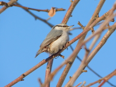 Sitta europaea