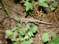 Urosaurus ornatus schottii