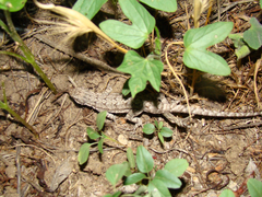 Urosaurus ornatus schottii