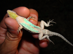 Urosaurus ornatus schottii