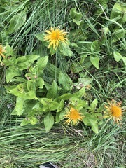 Pentanema orientale