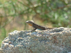 Urosaurus ornatus schottii