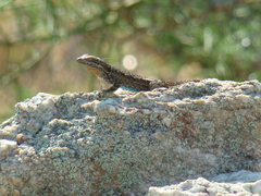 Urosaurus ornatus schottii