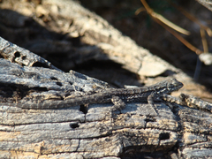 Urosaurus ornatus schottii