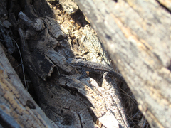 Urosaurus ornatus schottii