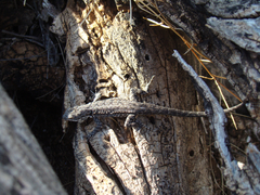 Urosaurus ornatus schottii