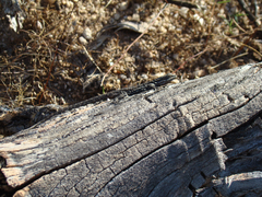 Urosaurus ornatus schottii