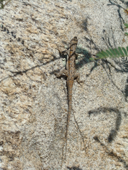 Urosaurus ornatus schottii
