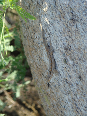 Urosaurus ornatus schottii