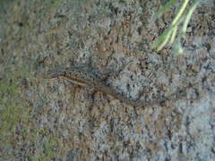 Urosaurus ornatus schottii