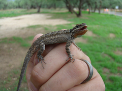 Urosaurus ornatus schottii