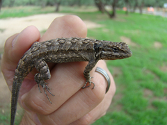 Urosaurus ornatus schottii