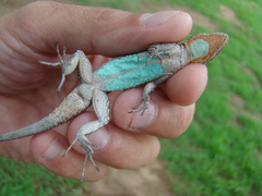 Urosaurus ornatus schottii