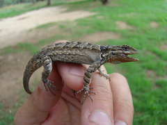 Urosaurus ornatus schottii