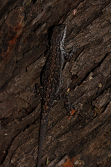 Urosaurus ornatus schottii