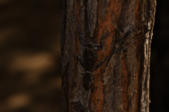 Urosaurus ornatus schottii