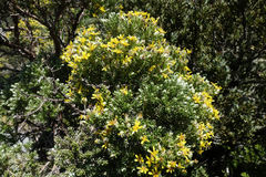 Brachyglottis cassinioides