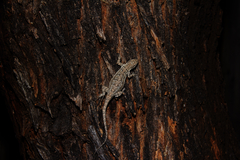 Urosaurus ornatus schottii