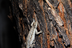 Urosaurus ornatus schottii