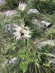 Cirsium obvallatum