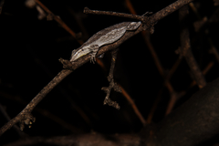 Urosaurus ornatus schottii