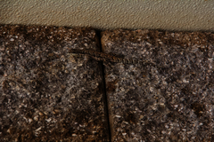 Urosaurus ornatus schottii