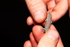 Urosaurus ornatus schottii