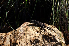 Urosaurus ornatus schottii